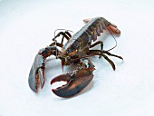 A lobster on a white background