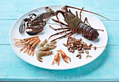 Various crustaceans on a white plate