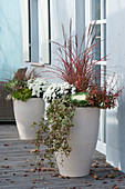 Tall white planters with autumn plants, Chrysanthemum indicum