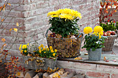 Chrysanthemum grandiflorum ( Deko - Chrysanthemen ), Drahtkorb