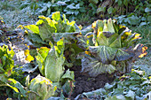Harvest insensitive vegetables in late autumn