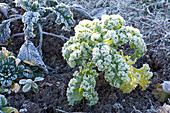 Brassica oleracea var. sabellica ( Gruenkohl, Braunkohl, Krauskohl )
