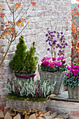 Calluna vulgaris (broom heath, bud heather), Cyclamen persicum