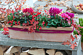 Cyclamen persicum ( Alpenveilchen ) und Gaultheria procumbens