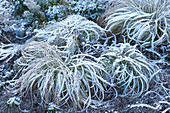 Carex comans 'Frosted Curls' ( Neuseeland - Segge ) im Raureif