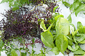 Brassica juncea ( Roter Rucola ) und Lactuca ( Salat ) im ersten Schnee