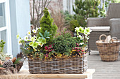 Helleborus niger (Christmas roses), Picea abies 'Echiniformis' (hedgehog spruce),