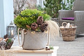 Pinus nigra 'Spielberg' (ball pine) with fairy lights, cones