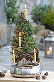 Picea glauca 'Conica' ( Zuckerhutfichte ) als lebender Weihnachtsbaum