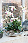 Phalaenopsis ( Malayenblume, Schmetterlingsorchidee, Nachtfalter-Orchidee )