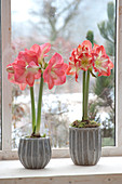 Hippeastrum ( Amaryllis ) in grauen Toepfen auf der Fensterbank