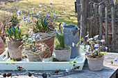 Anemone blanda ( Frühlings-Anemone ), Muscari ( Traubenhyazinthen )