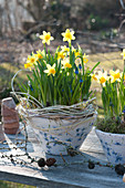 Narcissus 'Tete A Tete' (Narcissus), Muscari (Grape Hyacinth)