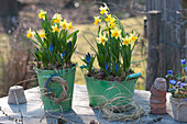 Narcissus 'Tete A Tete' and Muscari