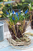 Korb aus Zweigen bepflanzt mit Muscari ( Traubenhyazinthen ) und Galanthus