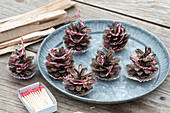 Homemade lighters for fireplace and grill from cones of Picea