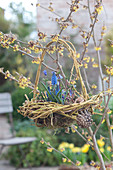 Hängendes Korb-Nest aus aus Zweigen von Cornus stolonifera 'Flaviramea'