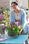 Frau stellt Drahtkorb mit Sträußen aus Tulipa ( Tulpen ) als Deko