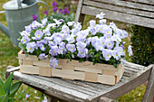 Viola cornuta Rocky 'Lavender Blush' ( Hornveilchen ) in Spankorb