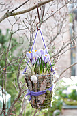 Crocus vernus 'Striped Beauty' in wire basket with moss