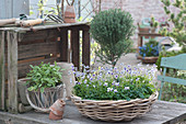 Basket bowl with thymus vulgaris (thyme) as stems