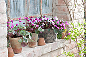 Cyclamen coum in pots at the stable window