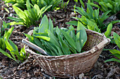 Frühjahrskur mit frischen Kräutern : Allium ursinum ( Bärlauch ) ernten