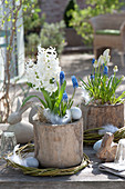 Hyacinthus 'White Pearl' ( Hyazinthe ) und Muscari ( Traubenhyazinthen )