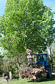 Remove Tilia (lime tree) along with roots
