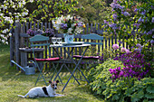 Kleine Sitzgruppe am Beet mit Alchemilla ( Frauenmantel ), Rhododendron