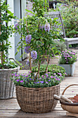 Small wisteria frutescens (wisteria) at the trellis in basket