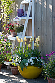 Tulipa 'Budlight' (tulips) and Viola cornuta (Horned violet)