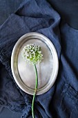 White allium flower on oval silver platter