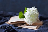 weiße Hortensienblüte auf Buch