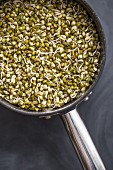 A saucepan full of sprouted mung beans on a slate surface