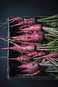 Freshly harvested red carrots