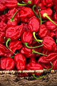 Red chili peppers at a market stall