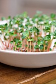 Cress shoots in a small bowl