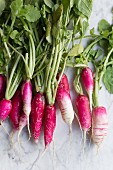 Fresh radishes