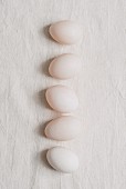 A row of six white duck eggs
