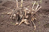 Freshly harvested Jerusalem artichokes in a field