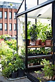 Greenhouse in roof garden of Stedsans Restaurant, Ostergro, Copenhagen, Denmark