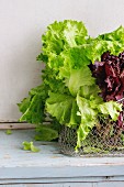 Fresh green and purple leaf salad in basket over old blue white wooden kitchen table