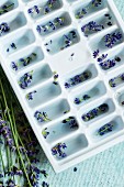 Eiswürfelform gefüllt mit Wasser und Lavendelblüten zur Herstellung von aromatisierten Eiswürfeln