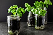 Basil plants growing in jars