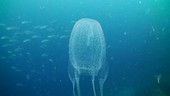 Box jellyfish