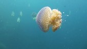 White-spotted jellyfish, Thailand