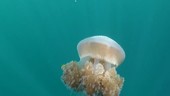 Jellyfish, Thailand