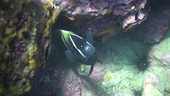 Sixbar angelfish in a crevice