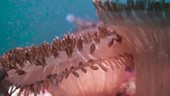 Sea anemone, Thailand